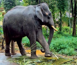 50-year-old woman trampled by elephants