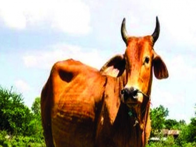 Vijayawada Municipal Corporation to hand over stray cattle to organic farmers