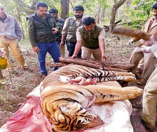 Collar failure led to death of woman and tiger: Forest department