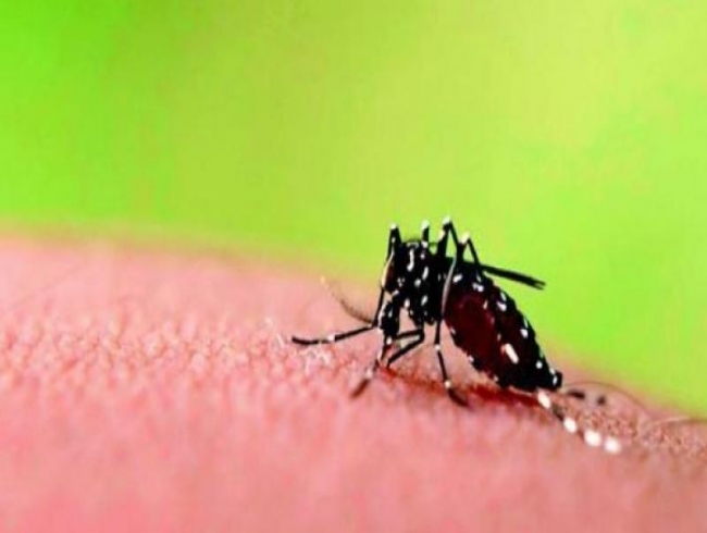 Spotting dengue in cancer hit is tough