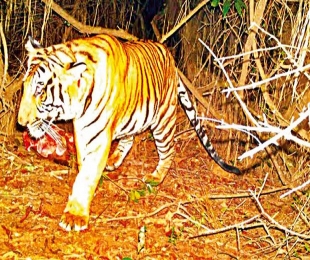 Tiger on prowl in Belagavi again