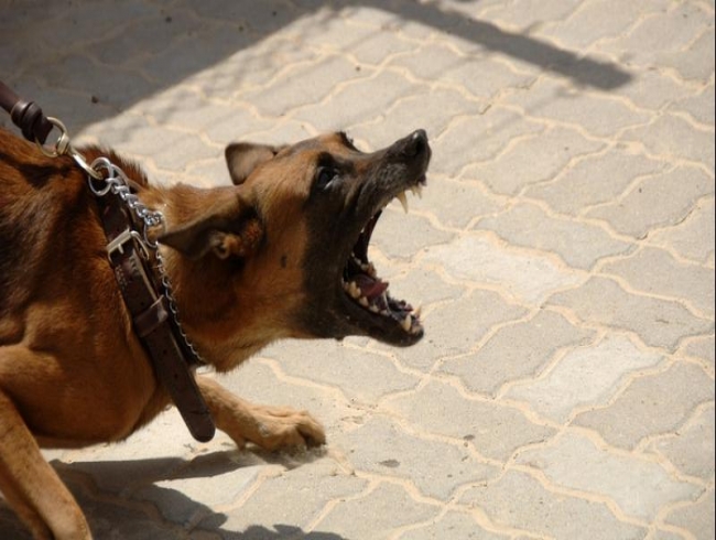 Bengaluru: Man unleashes dog to settle scores