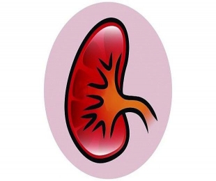 Probiotics prevent kidney damage