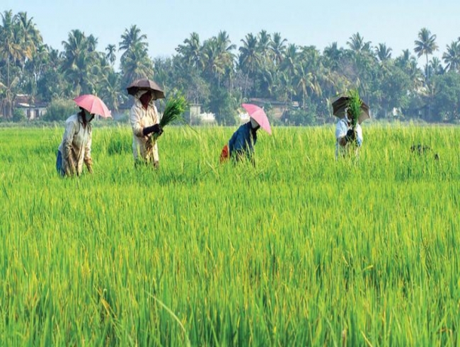 Konaseema farmers ponder ‘crop holiday’, CM to release crop insurance on June 14