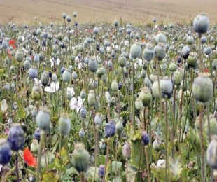 Poppy farming takes hold of Arunachal