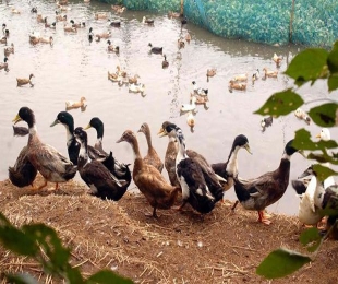 Duck farmers want X'mas eve imports to stop