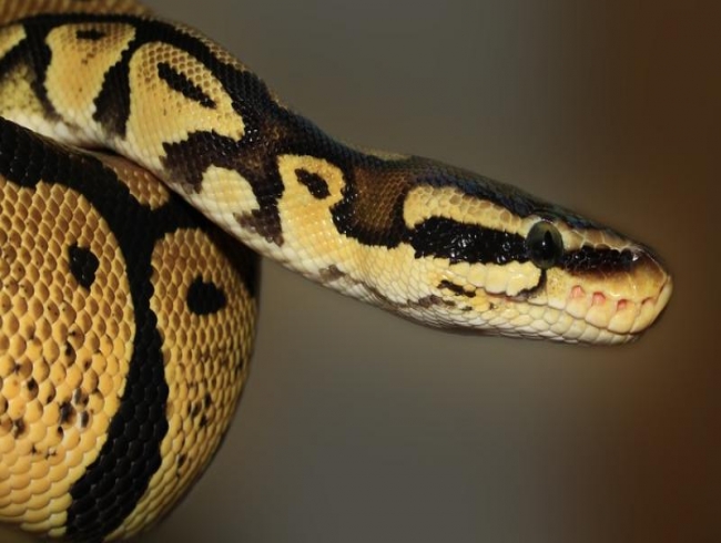 Hyderabad: Youth poses with smuggled python on Facebook, booked