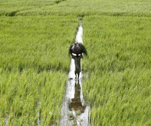 Over 800 farmers committed suicides this year: Government