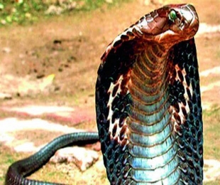 Rs 6 lakh charged for treating snakebite
