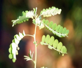 Roseroot herb may treat depressive disorders
