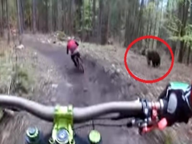 Thrilling video of bear chasing down cyclist in the Slovakian woods