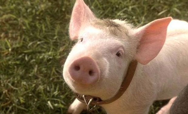 Mexicans develop taste for mini-pigs...as pets