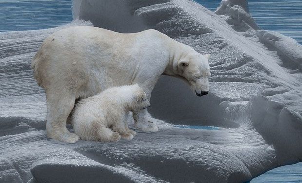 Climate change could slash polar bear numbers 30% by 2050