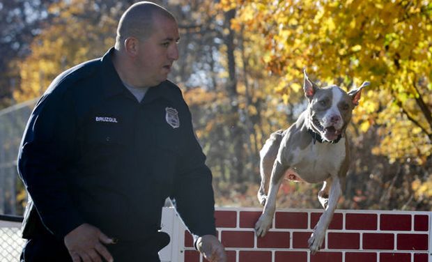 Rescue dog becomes the first ever NYPD K9 pit bull