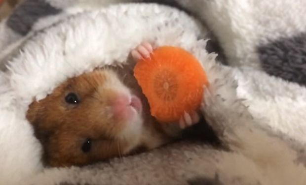 Watch: Adorable Japanese hamster eating a carrot before sleeping