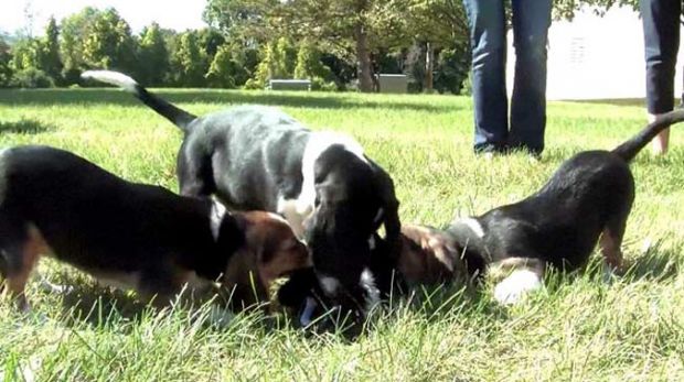 First ever test-tube dogs give 'puppy love' a new meaning