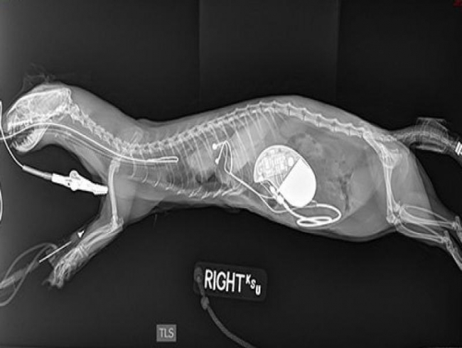 Ferret has successful pacemaker surgery in Kansas