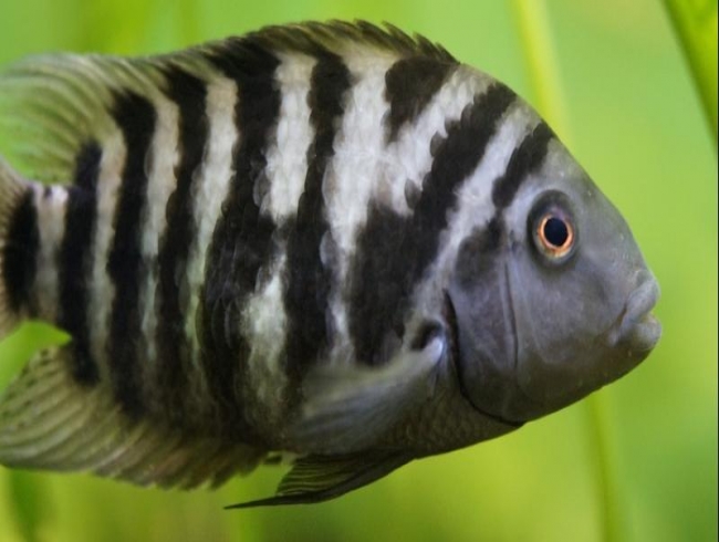 This is why zebrafish always have stripes