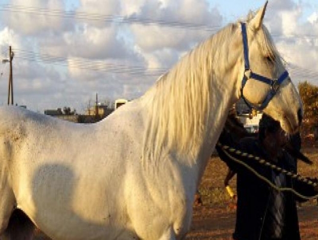 Horses in Qatar get their own 5-star resort