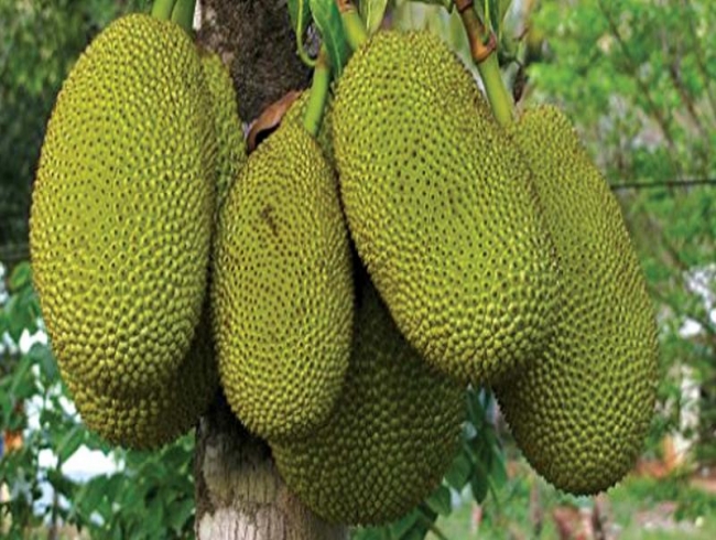 Jackfruit seed may soon be a substitute to cocoa