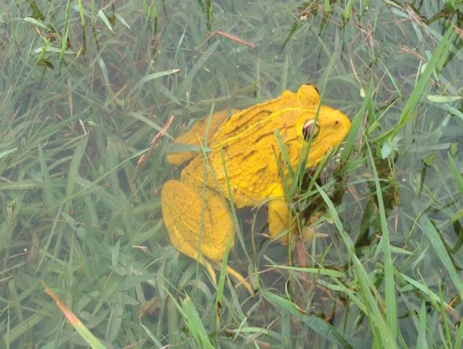 Yellow frogs in Kollam trigger panic