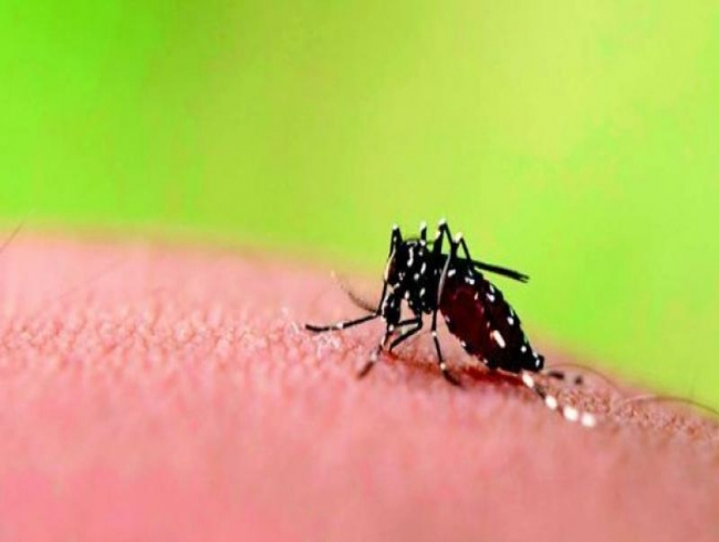 Dengue cases dip, but deaths continue in Thiruvananthapuram