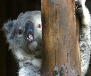Over 700 starving Koalas killed in Australia