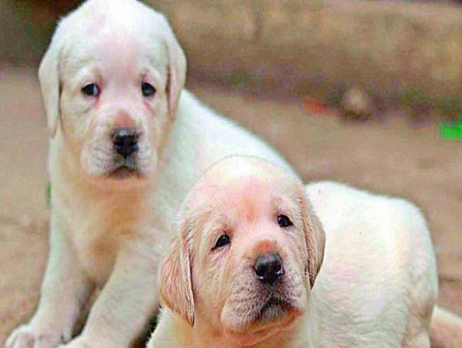 PETA India demands psychiatric evaluation for Thane children who killed 3 puppies