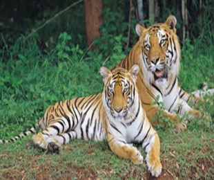 Inaccurate estimation behind India's increased Tiger count?