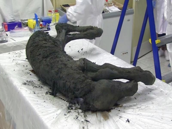 Scientists discover perfectly preserved ancient foal in Siberia