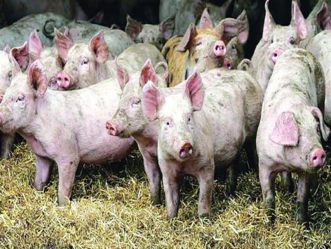 African Swine Fever outbreak reported in South Africa; does not spread to humans