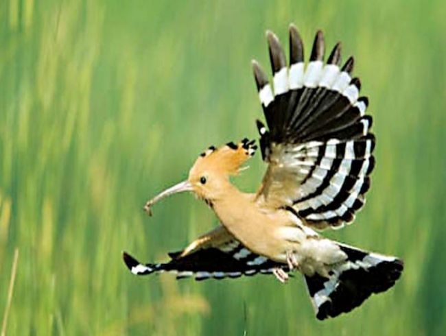 In Mysuru, birders of the same feather...