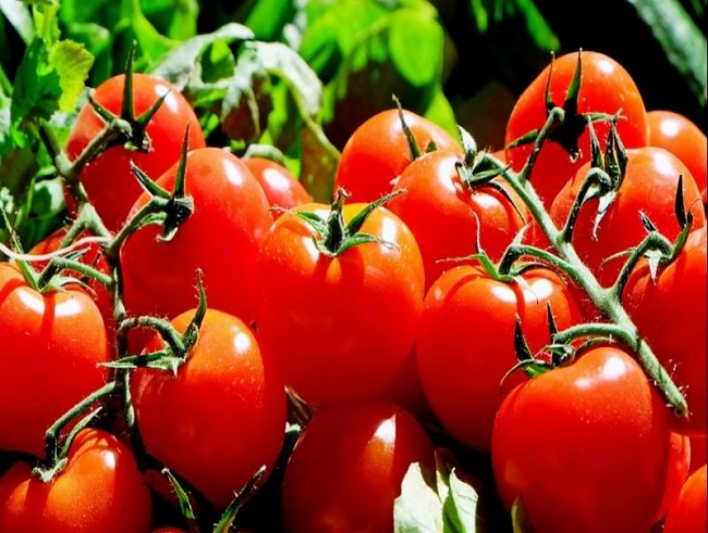 Men, eat tomatoes to lower risk of skin cancer