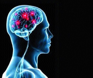 Key brain cells that drive circadian rhythm identified