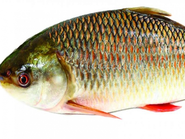 Machilipatnam fish: Not too health-friendly