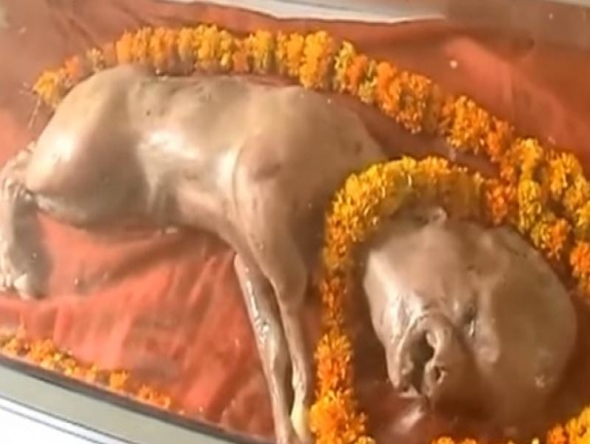 Video: Cow born with human head worshipped as incarnation of god in UP