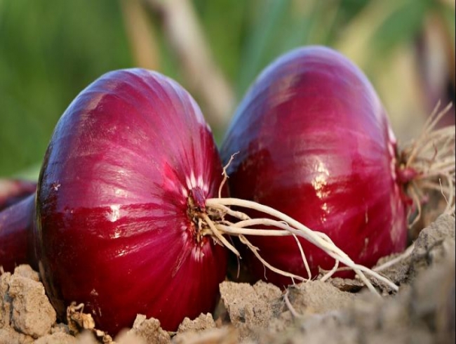 Red onions can help fight against cancer: study